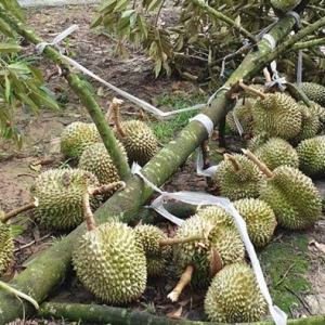 Cách Chăm Sóc Cây Sầu Riêng Sau Mùa Mưa Lũ